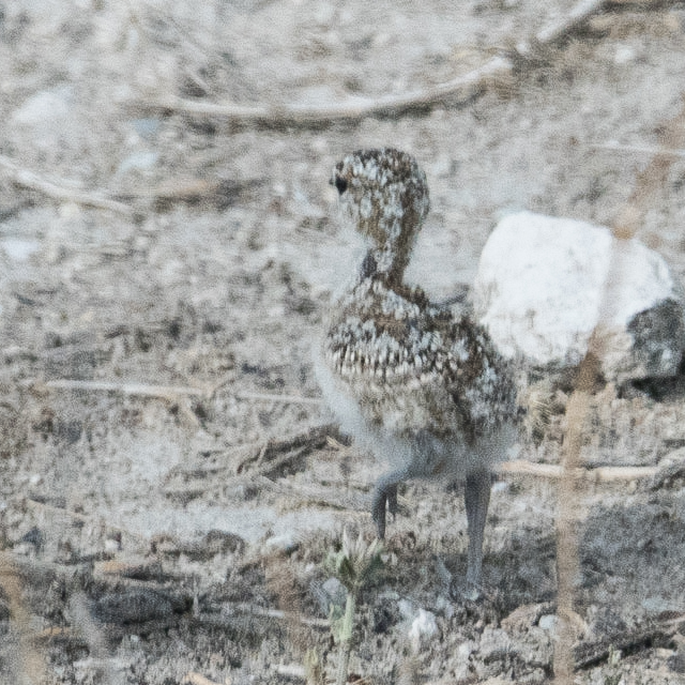 Courvite à double collier   (Double-banded courser, Rhinoptilus africanus), Poussin, Namutoni, Parc National d'Etosha, Namibie.